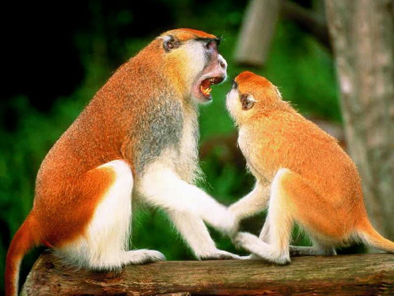 Patas Monkey (Erythrocebus patas) {!--붉은상모원숭이(파타스원숭이)-->; DISPLAY FULL IMAGE.