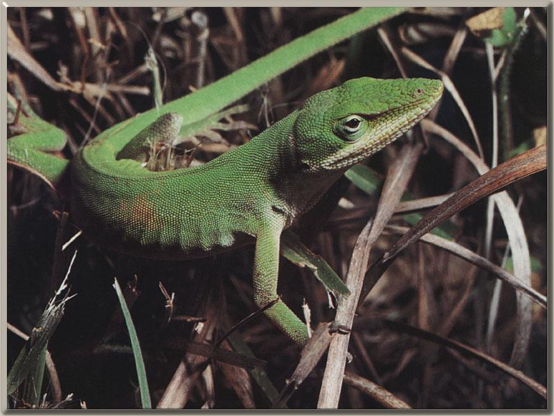 Green Anole (Anolis carolinensis) {!--초록아놀리-->; DISPLAY FULL IMAGE.