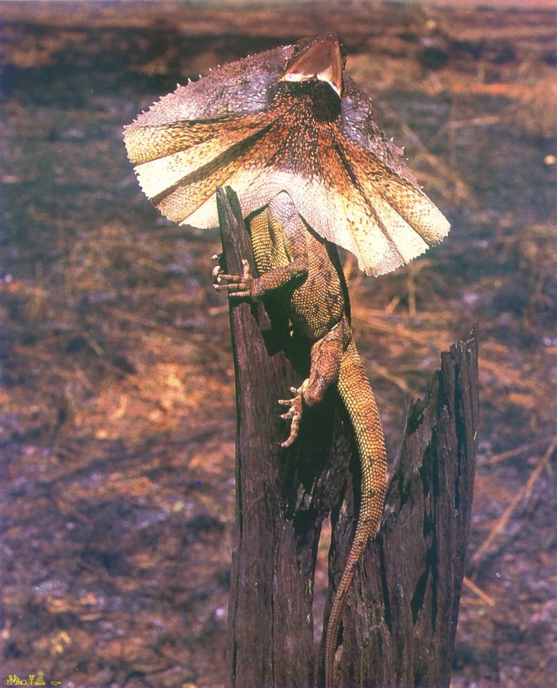 Frillneck Lizard (Chlamydosaurus kingii) {!--목도리도마뱀-->; DISPLAY FULL IMAGE.