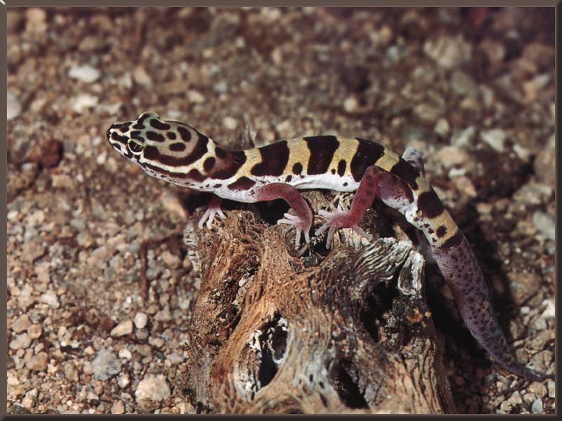 Western Banded Gecko (Coleonyx variegatus) {!--줄도마뱀사촌(서부줄무늬도마뱀붙이)-->; DISPLAY FULL IMAGE.
