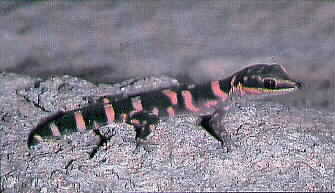 Northern Velvet Gecko (Oedura castelnaui) {!--도마뱀붙이류(호주)-->; Image ONLY