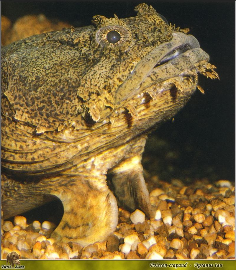 Oyster Toadfish (Opsanus tau) {!--굴두꺼비고기-->; DISPLAY FULL IMAGE.