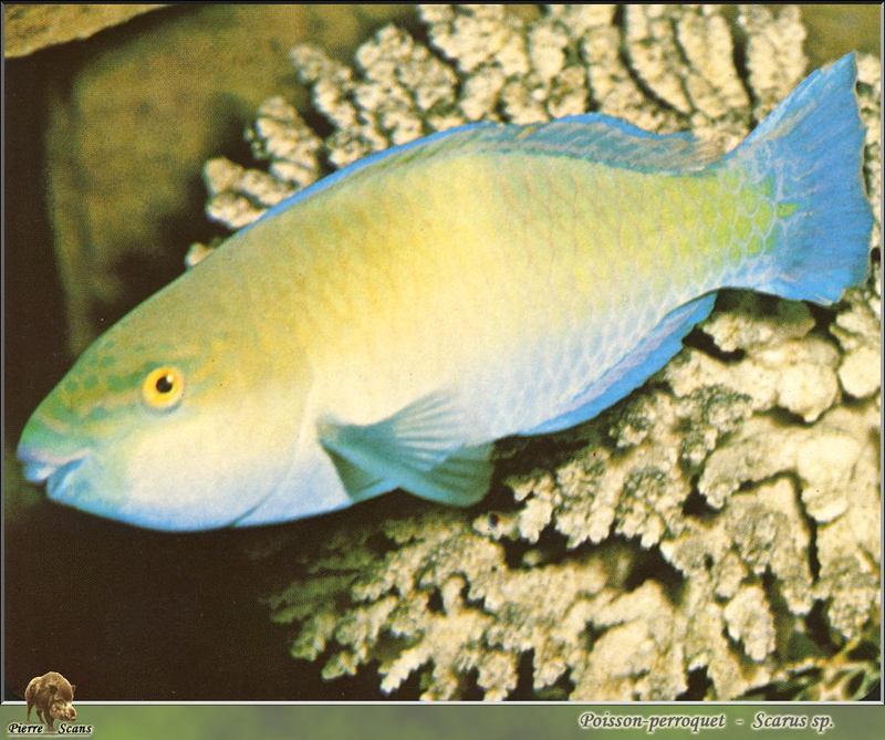 Parrotfish (Scaridae) {!--파랑비늘돔과-->; DISPLAY FULL IMAGE.