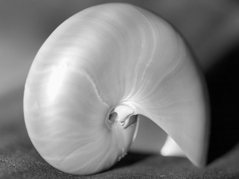 Nautilus Shell; DISPLAY FULL IMAGE.
