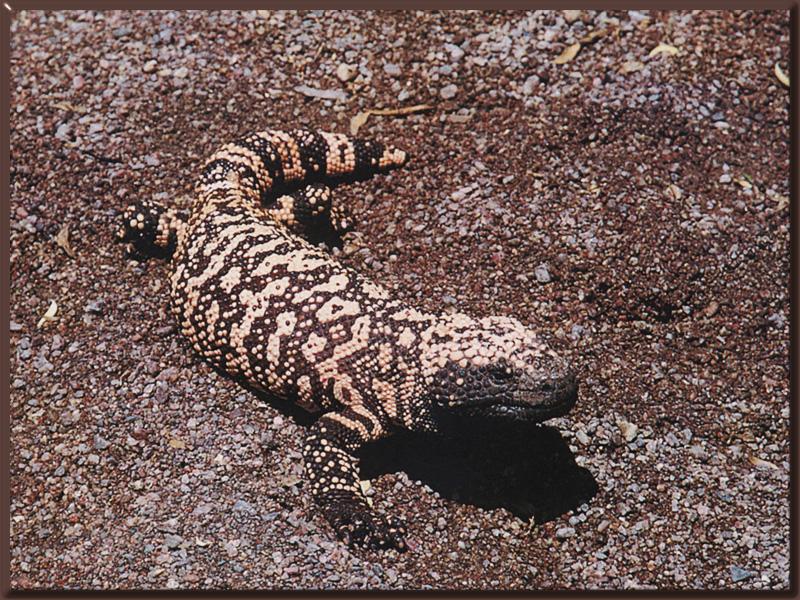 Gila Monster (Heloderma suspectum) {!--아메리카독도마뱀-->; DISPLAY FULL IMAGE.