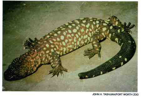 Beaded Lizard (Heloderma horridum) {!--멕시코염주도마뱀/독도마뱀과-->; Image ONLY
