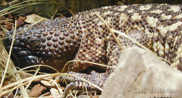 Beaded Lizard (Heloderma horridum) {!--멕시코염주도마뱀/독도마뱀과-->; Image ONLY