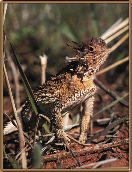 Horned Lizard (Phrynosoma sp.) {!--뿔도마뱀류-->; Image ONLY