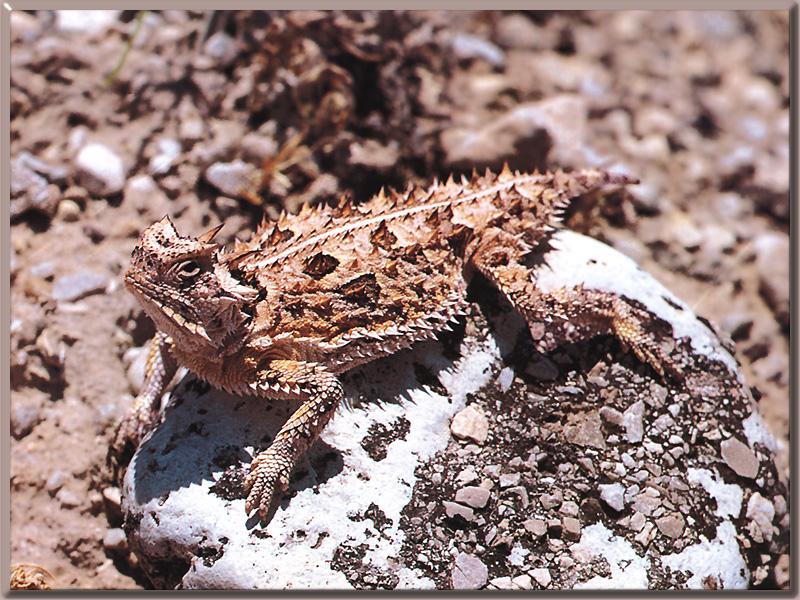 Horned Lizard (Phrynosoma sp.) {!--뿔도마뱀류-->; DISPLAY FULL IMAGE.