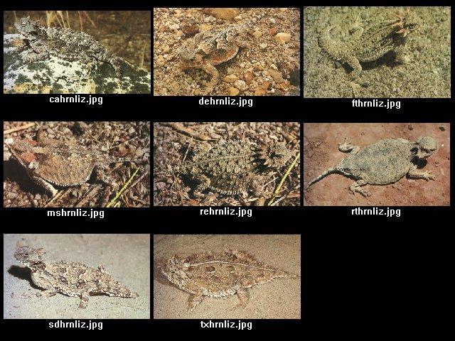 Horned Lizard (Phrynosoma sp.) {!--뿔도마뱀류-->; Image ONLY