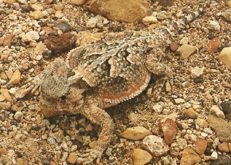 Desert Horned Lizard (Phrynosoma platyrhinos) {!--사막뿔도마뱀-->; DISPLAY FULL IMAGE.