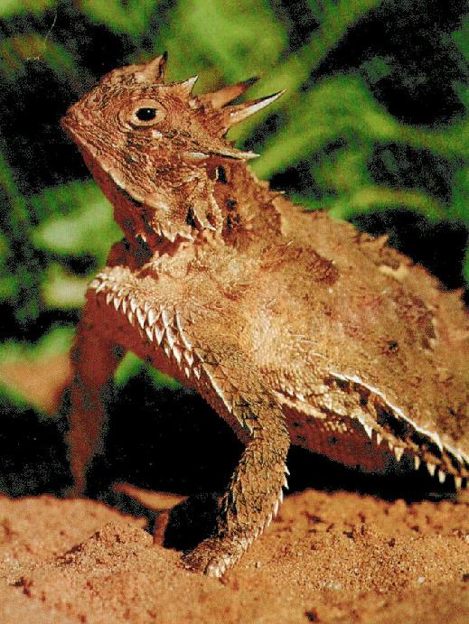 Texas Horned Lizard (Phrynosoma cornutum) {!--텍사스뿔도마뱀-->; Image ONLY