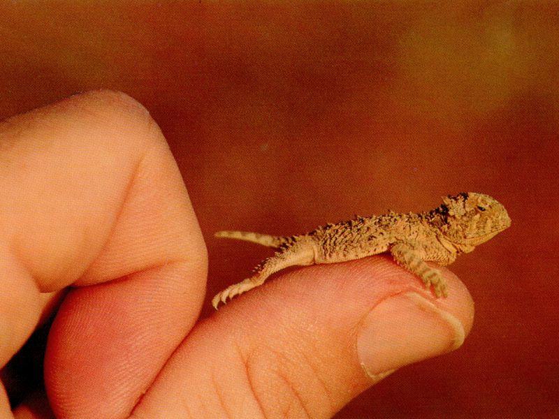 Texas Horned Lizard (Phrynosoma cornutum) {!--텍사스뿔도마뱀-->; DISPLAY FULL IMAGE.