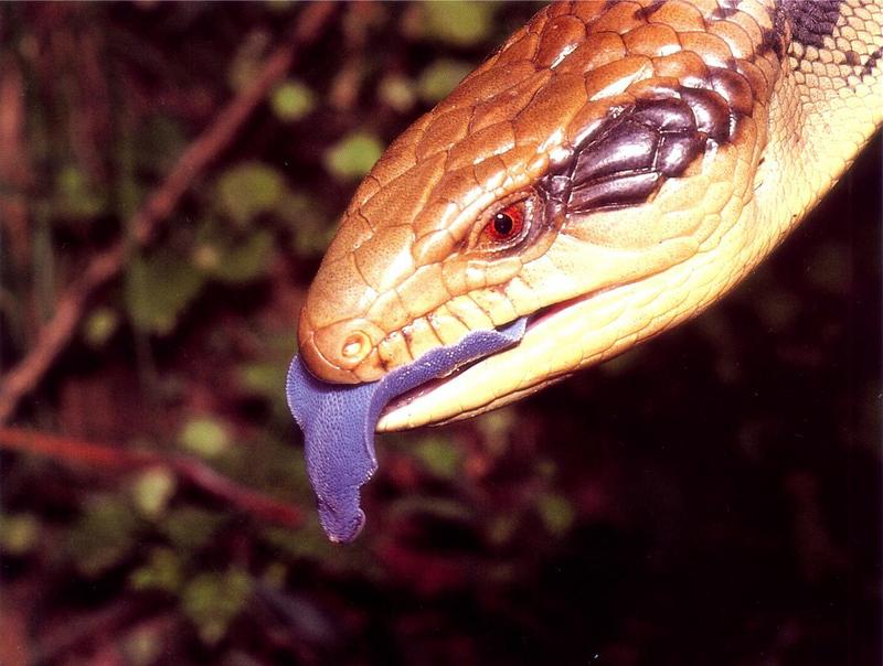 Blue-tongued skink Skink (Tiliqua sp.) {!--푸른혀도마뱀(호주)-->; DISPLAY FULL IMAGE.