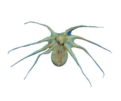 주꾸미 Octopus ocellatus Gray,1849; Image ONLY
