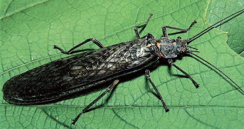 Stonefly (Plecoptera) {!--강도래목-->; DISPLAY FULL IMAGE.