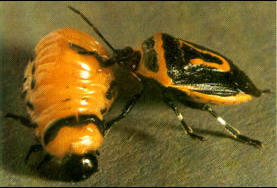 Two-spotted Stink Bug (Perillus bioculatus) {!--노린재류-->; Image ONLY