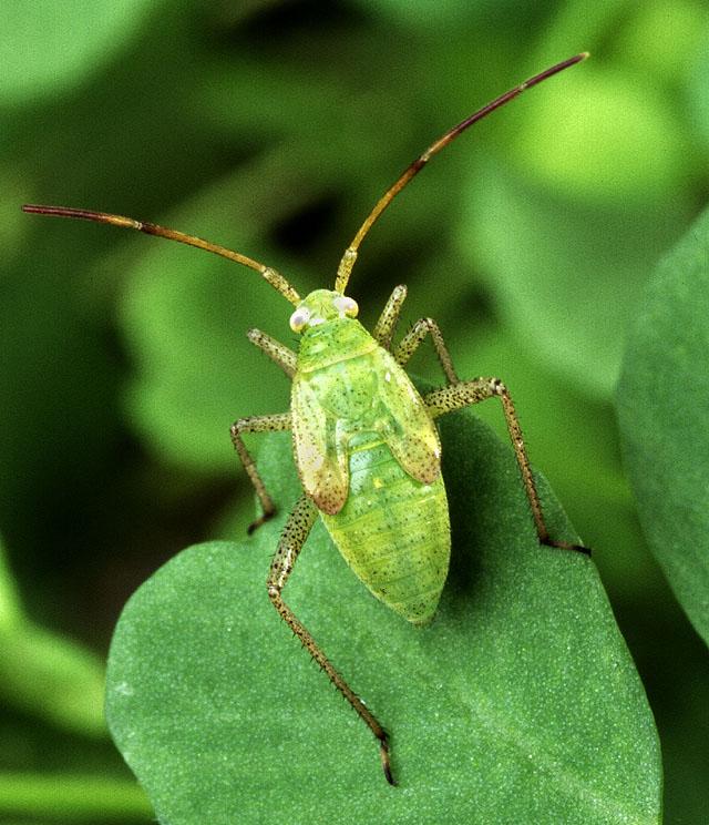 Lucerne Plantbug / Alfalfa Plant Bug (Adelphocoris lineolatus) {!--연리초장님노린재-->; Image ONLY