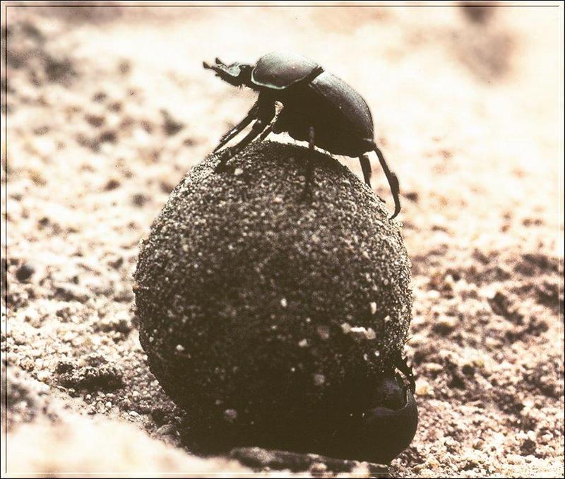 (African) Dung Beetle (Scarabaeidae) {!--소똥구리과/아프리카-->; DISPLAY FULL IMAGE.