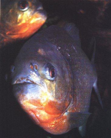 Red-bellied Piranha (Pygocentrus nattereri) {!--붉은배피라냐-->; Image ONLY