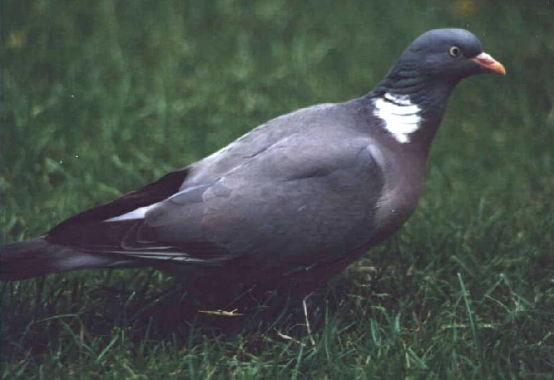Common Wood-pigeon (Columba palumbus) {!--유럽청비둘기-->; DISPLAY FULL IMAGE.
