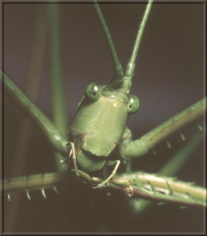 Spiny-legged Katydid (Tettigoniidae) {!--가시다리베짱이(아프리카)-->; DISPLAY FULL IMAGE.