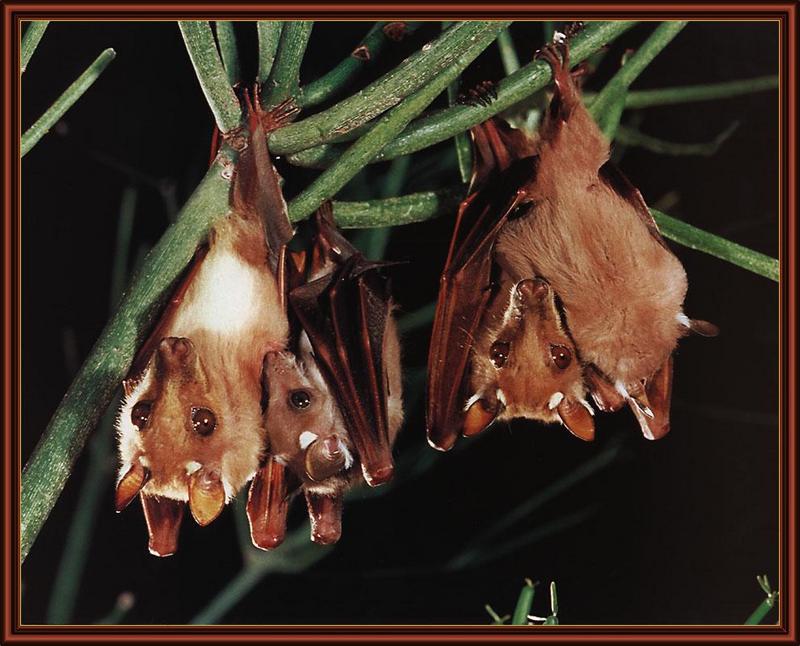 Gambian Epauletted Fruit Bat (Epomophorus gambianus) [감비아견장과일박쥐]; DISPLAY FULL IMAGE.