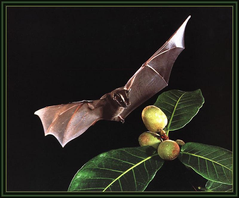 Tent-making Bat (Uroderma bilobatum) {!--천막박쥐(아메리카)-->; DISPLAY FULL IMAGE.