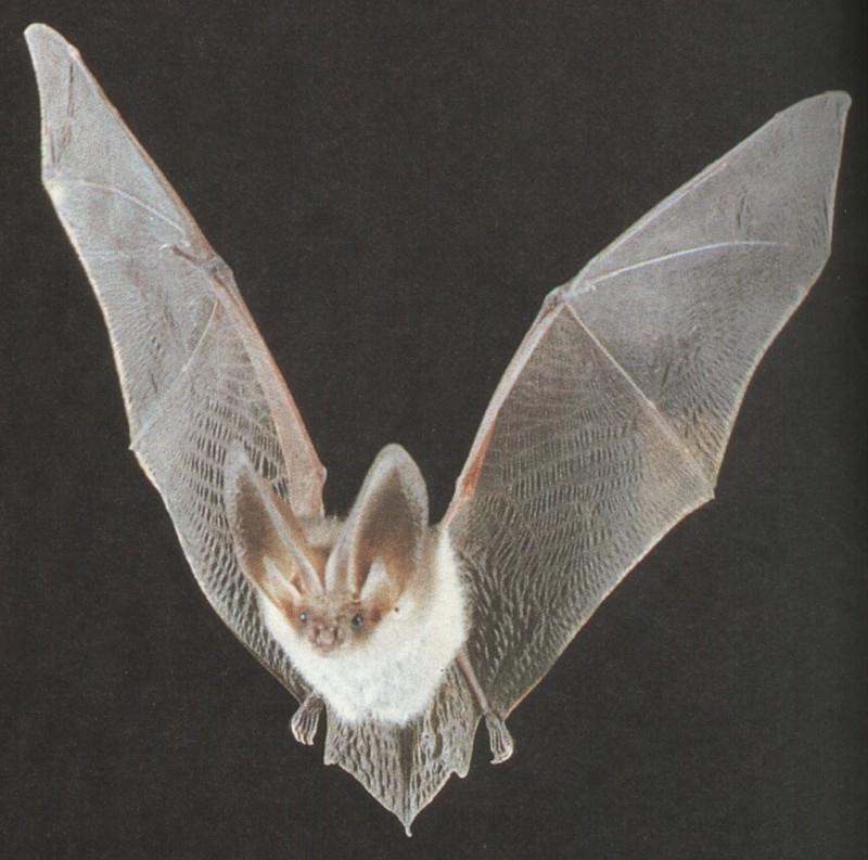 Greater Horseshoe Bat (Rhinolophus ferrumequinum) {!--관박쥐(유럽)-->; DISPLAY FULL IMAGE.