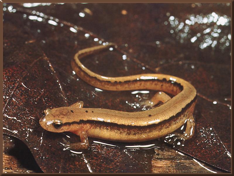 Northern Two-lined Salamander (Eurycea bislineata) {!--북방두줄도롱뇽(북아메리카)-->; DISPLAY FULL IMAGE.