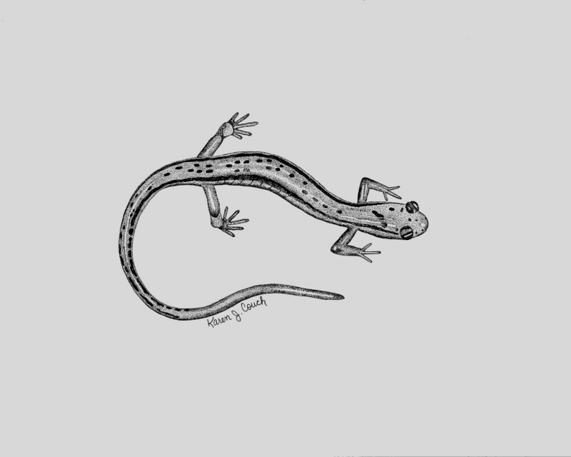 Northern Two-lined Salamander (Eurycea bislineata) {!--북방두줄도롱뇽(북아메리카)-->; DISPLAY FULL IMAGE.