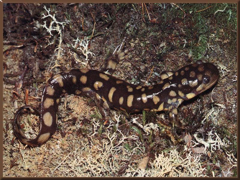Tiger Salamander (Ambystoma tigrinum) {!--범도롱뇽(북아메리카)-->; DISPLAY FULL IMAGE.