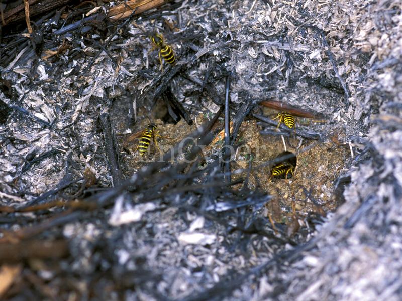 땅벌 [common wasp]; DISPLAY FULL IMAGE.