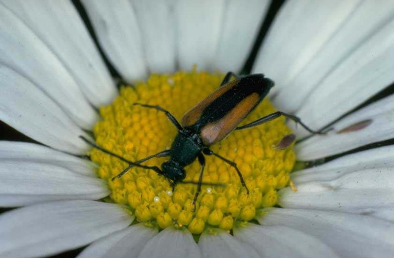 Longicorn Beetle {!--하늘소종류-->; DISPLAY FULL IMAGE.