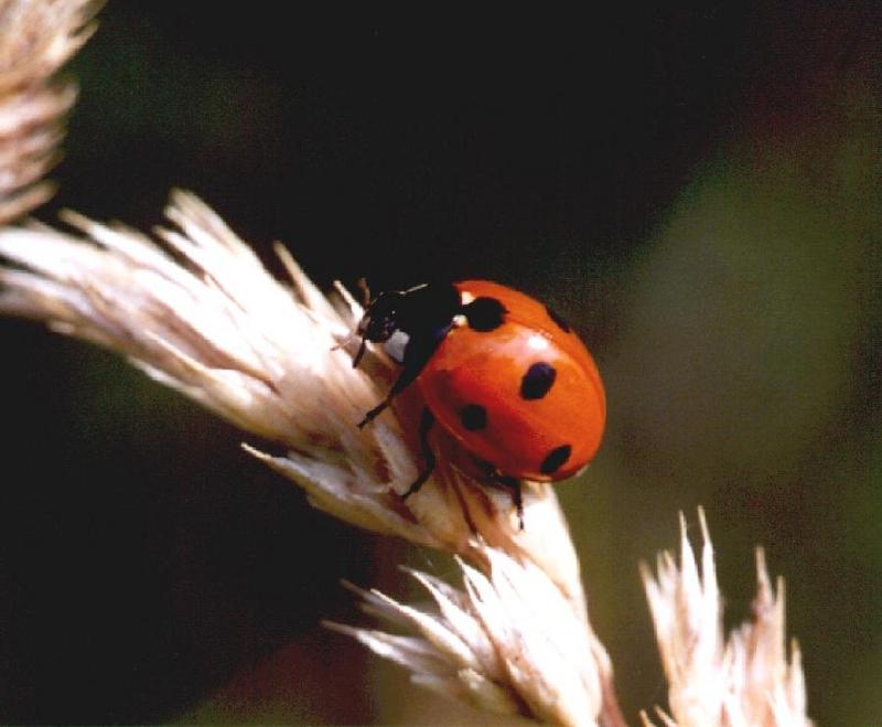 Seven-spotted Ladybug (Coccinella septempunctata) {!--칠성무당벌레-->; DISPLAY FULL IMAGE.