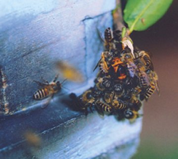꿀벌의 침입자 방어 방법, 열구(熱球) [과학기술동향 2005/09/26]; Image ONLY