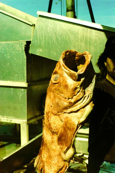 Shortraker Rockfish (Sebastes borealis) {!--갈퀴볼락-->; Image ONLY