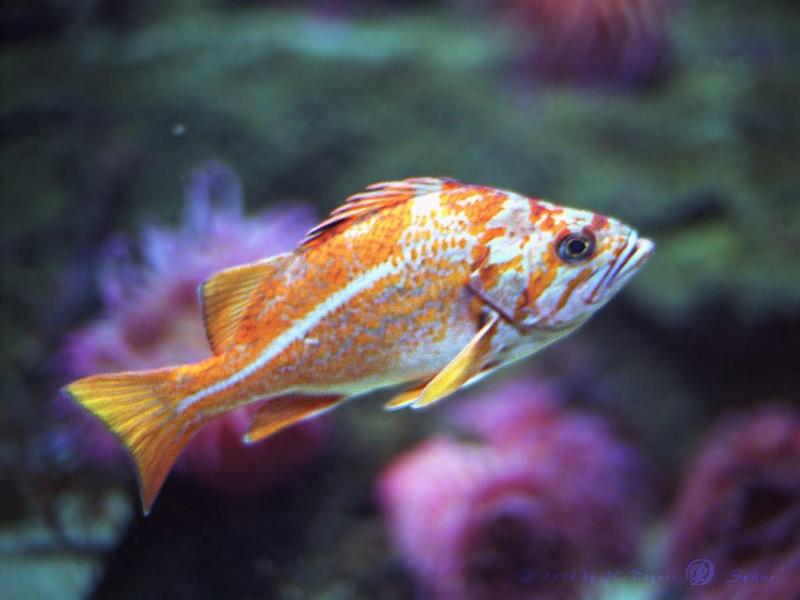 Canary Rockfish (Sebastes pinniger) {!--오렌지볼락-->; DISPLAY FULL IMAGE.