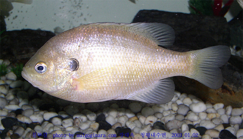 □ 파랑볼우럭(블루길, Lepomis macrochirus); DISPLAY FULL IMAGE.