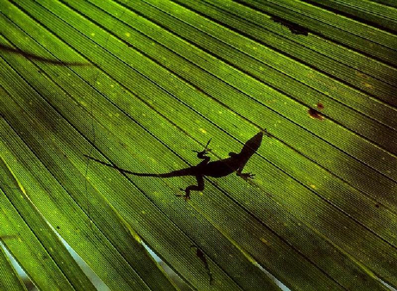 Giant Madagascar Day Gecko (Phelsuma madagascariensis) {!--마다가스카르초록도마뱀붙이-->; DISPLAY FULL IMAGE.