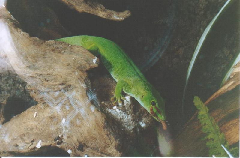 Giant Madagascar Day Gecko (Phelsuma madagascariensis) {!--마다가스카르초록도마뱀붙이-->; DISPLAY FULL IMAGE.