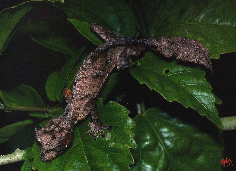 Smooth-skinned Leaf-tailed Gecko (Uroplatus malama) {!--나뭇잎도마뱀붙이류-->; DISPLAY FULL IMAGE.