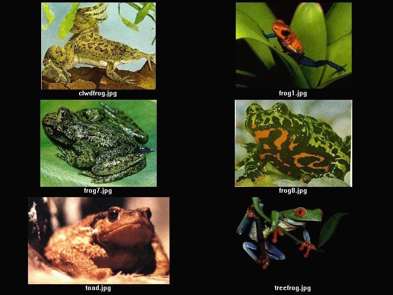 Frogs {!--개구리-->; DISPLAY FULL IMAGE.