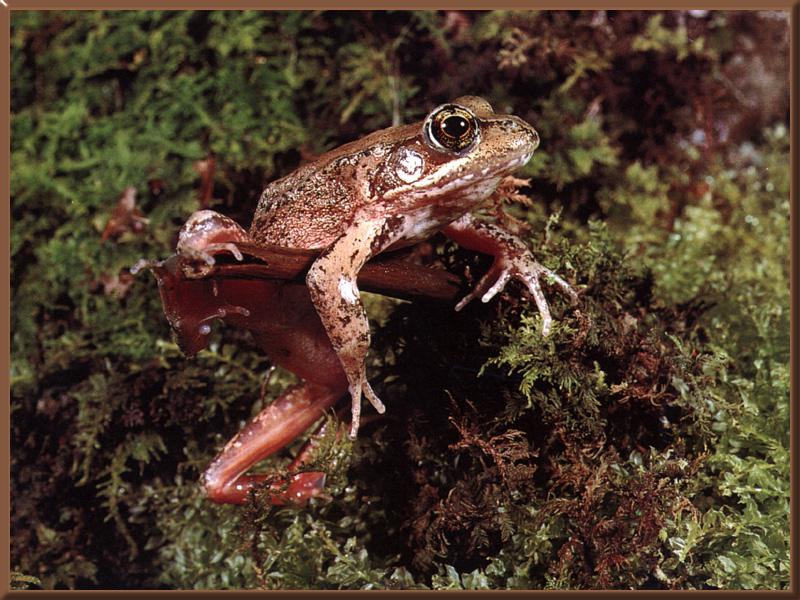 Red-legged Frog (Rana aurora) {!--붉은발개구리-->; DISPLAY FULL IMAGE.
