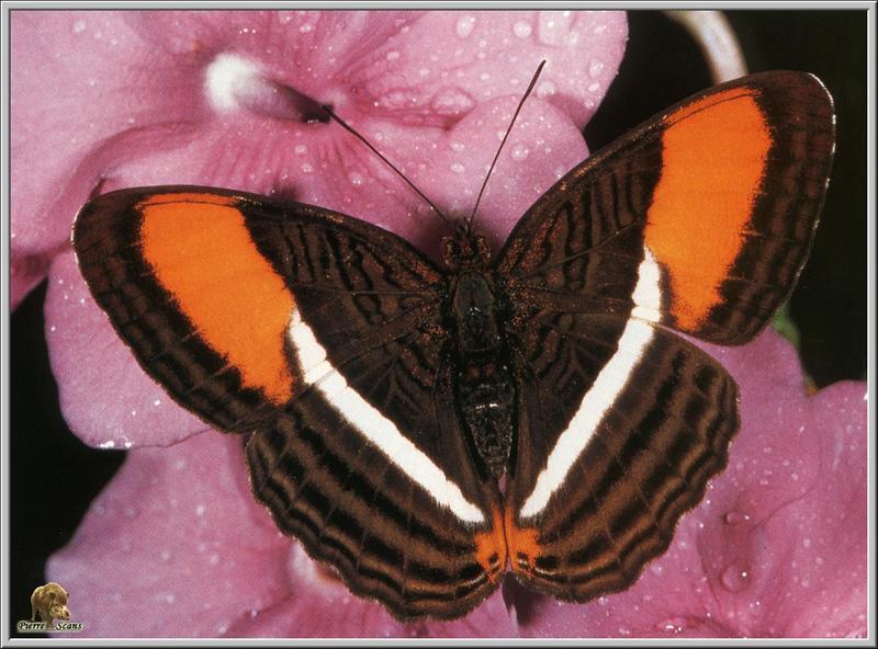 Butterfly (Adelpha oytherea); DISPLAY FULL IMAGE.