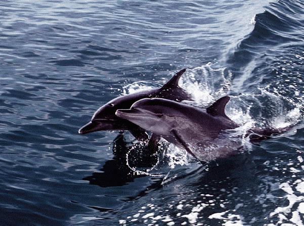 Bottlenose Dolphin (Tursiops truncatus) {!--큰돌고래(병코돌고래)-->; Image ONLY