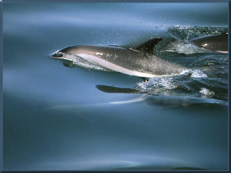 Atlantic White-Sided Dolphin (Lagenorhynchus acutus) {!--대서양낫돌고래-->; DISPLAY FULL IMAGE.