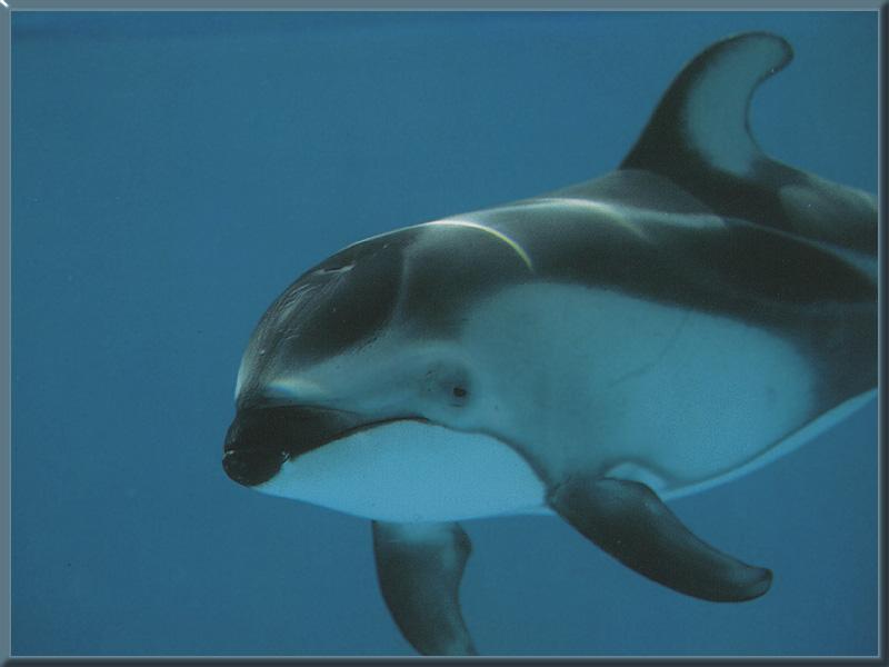 Pacific White-Sided Dolphin (Lagenorhynchus obliquidens) {!--낫돌고래-->; DISPLAY FULL IMAGE.
