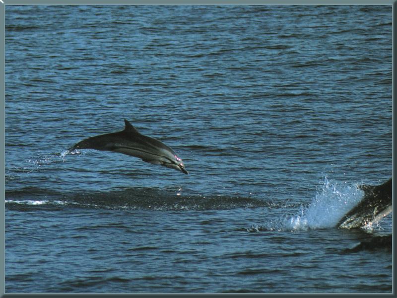 Striped Dolphin (Stenella coeruleoalba) {!--줄박이돌고래-->; DISPLAY FULL IMAGE.