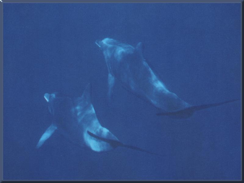 Rough-toothed Dolphin (Steno bredanensis) {!--뱀머리돌고래-->; DISPLAY FULL IMAGE.